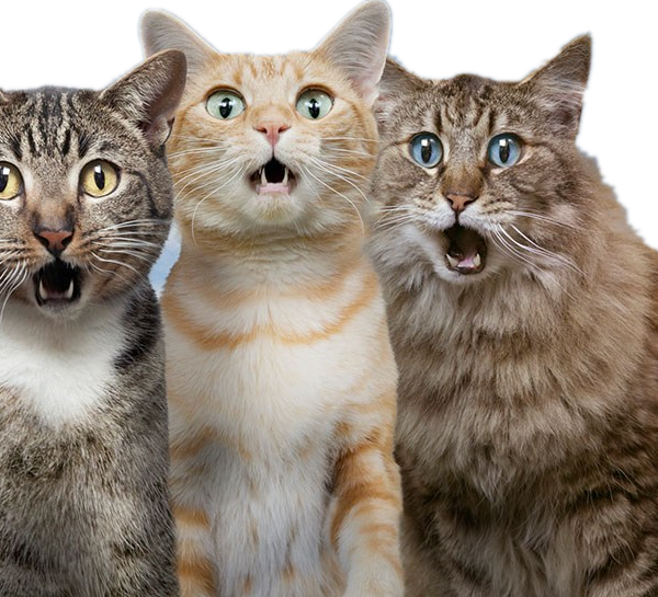Katten