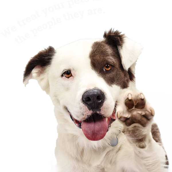 Honden