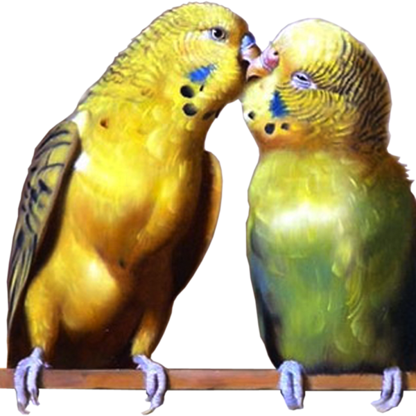 Vogels